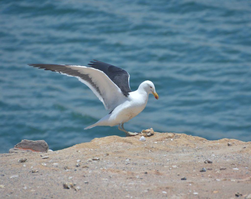 gaviota aleteando