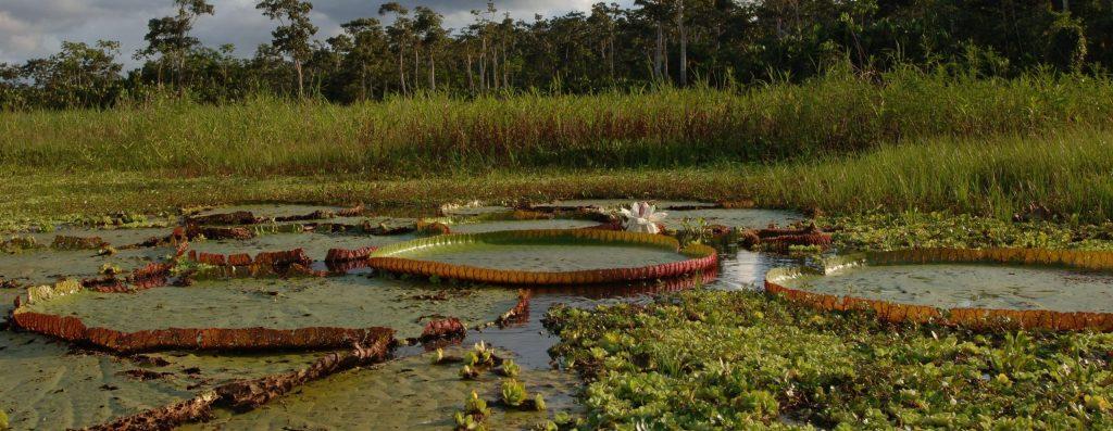 Victoria Regia Lilys Muyuna 14Nov08