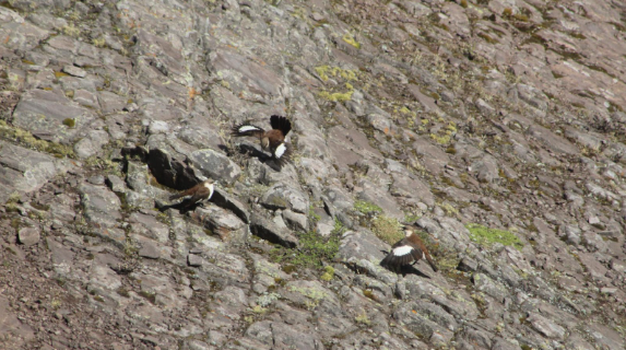 Group of Cinclodes palliatus individuals | Photo: Jordan Riofano – CIAM
