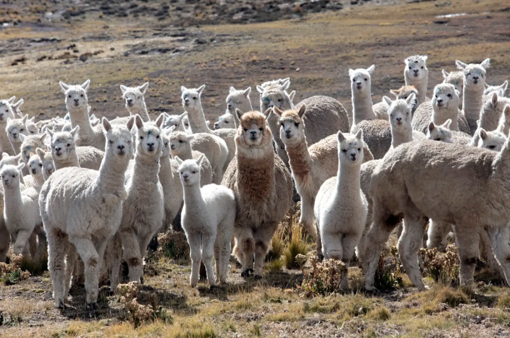 Seven initiatives will transform climate adaptation in the highlands of Arequipa thanks to the Puna Fund