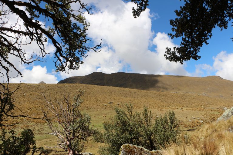 Queuña forest and grasslands in the proposed Rontoccocha Regional Conservation Area © AVargas