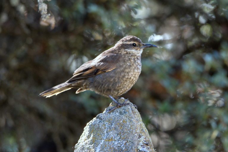 Royal Churrete (Cinclodes aricomae) © JValenzuela