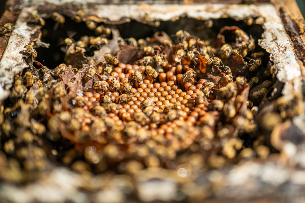 The Poli-LAC project promotes the conservation of pollinators such as bees.