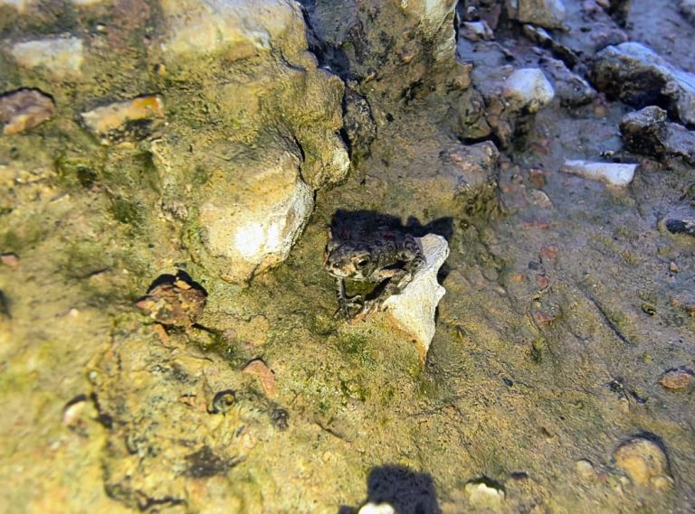 A specimen of Rhinella marina, known as the giant toad or marine toad, rests on rocky, damp ground. Photo: Jofre Torres 